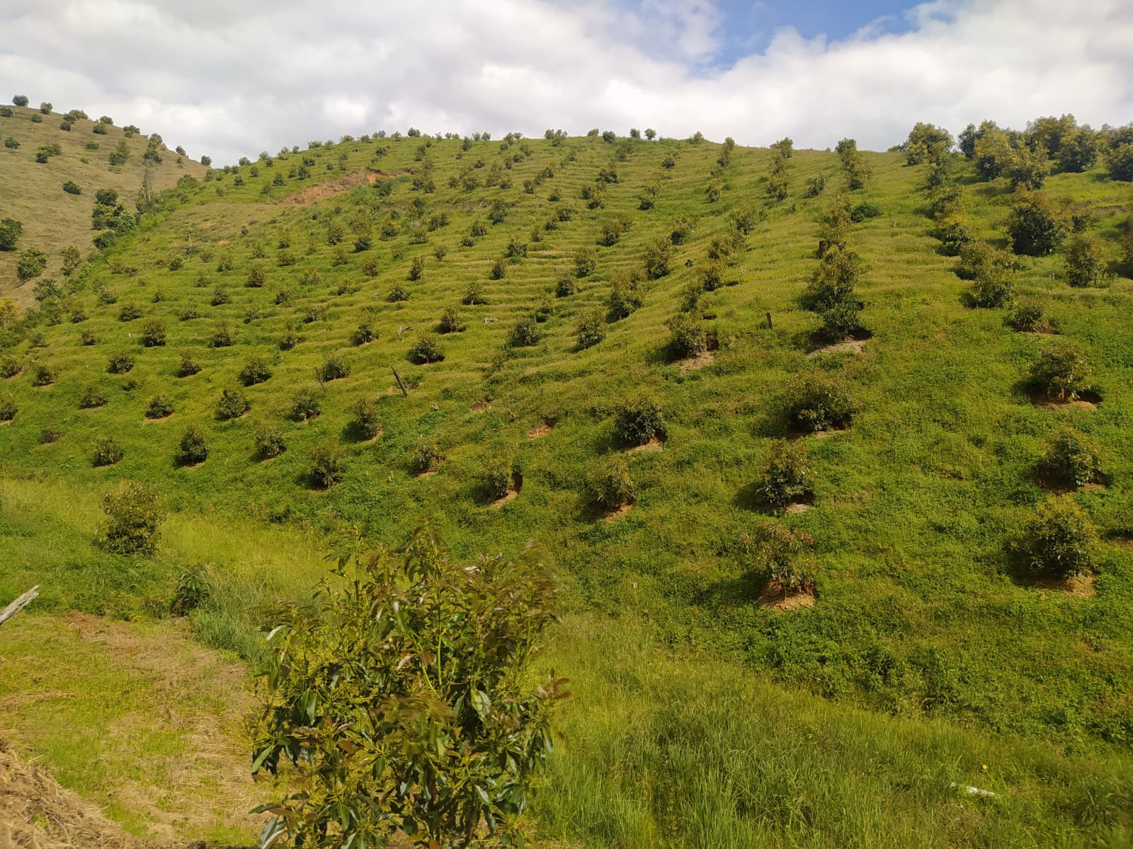 Fincas y Haciendas Jericó - Paisaje cultural cafetero
